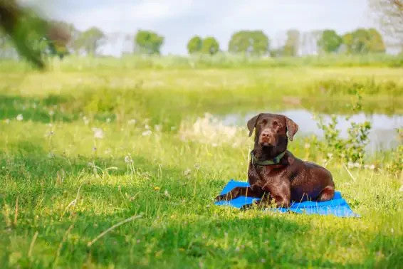 Kühlmatte für Hunde und Katzen selbstkühlende Kühldecke Kältematte für Haustiere