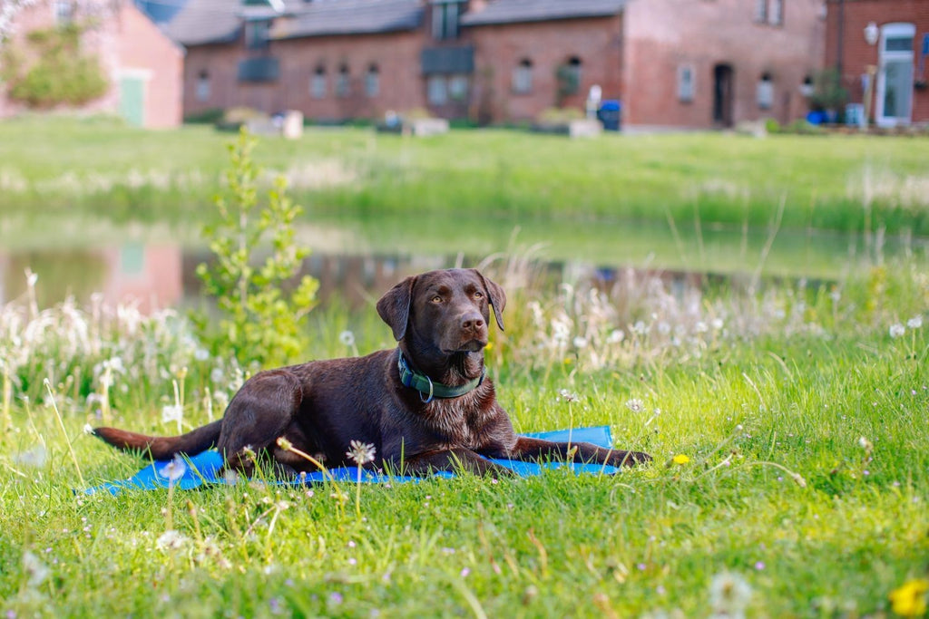 Kühlmatte für Hunde und Katzen selbstkühlende Kühldecke Kältematte für Haustiere