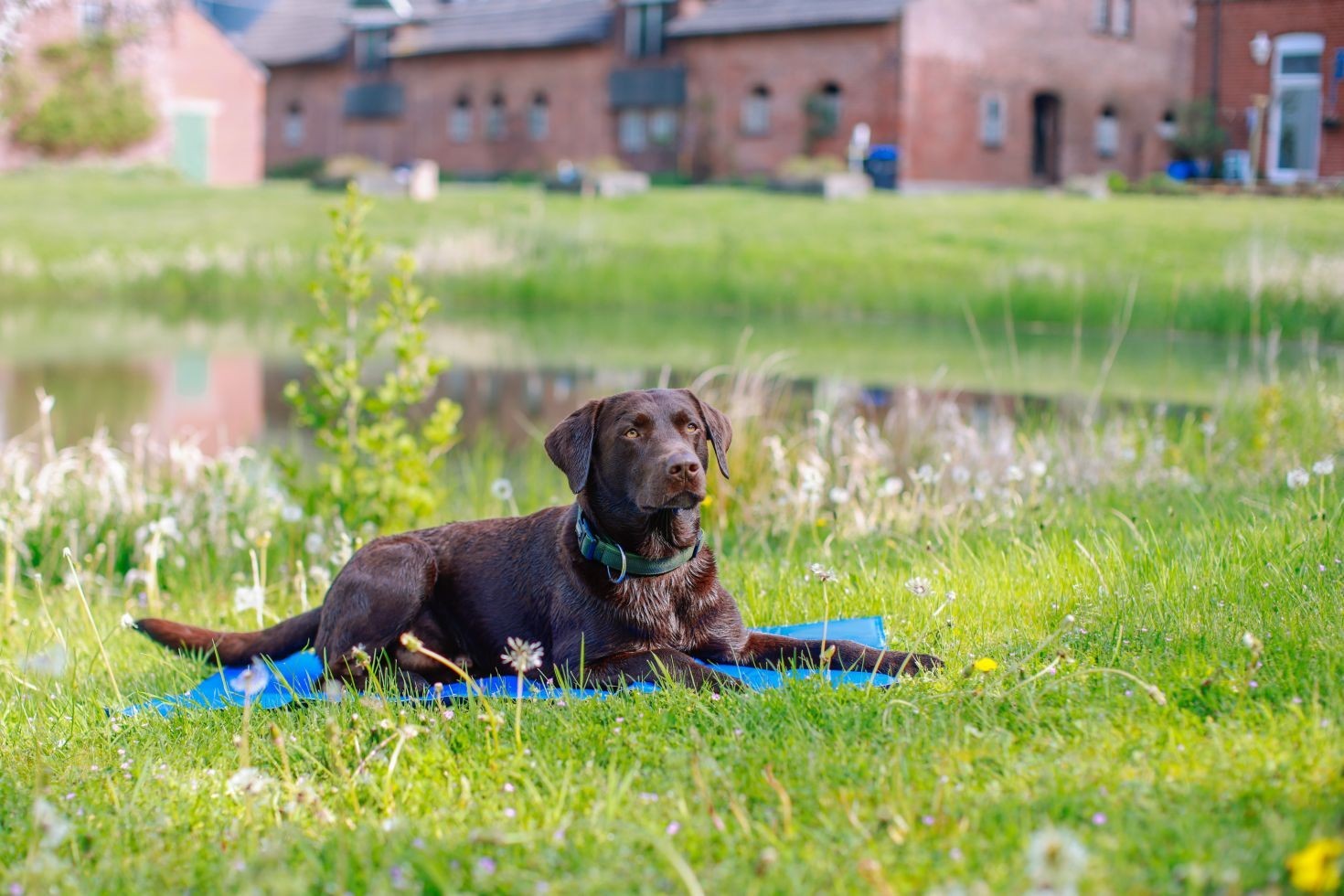 Kühlmatte für Hunde und Katzen selbstkühlende Kühldecke Kältematte für Haustiere